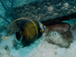 Juvenile French Angelfish IMG 7271